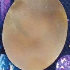 シェルカメオの画像