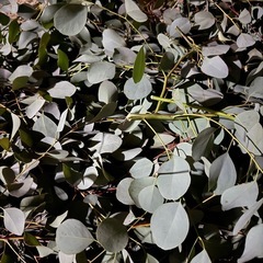 ユーカリ　ポポラス　フレッシュの画像