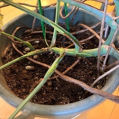 大型モンステラ 約200cm 美株／葉割れ良好／鉢付き【引き取り限定】の画像