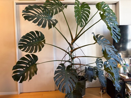 大型モンステラ 約200cm 美株／葉割れ良好／鉢付き【引き取り限定