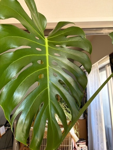 大型モンステラ 約200cm 美株／葉割れ良好／鉢付き【引き取り限定