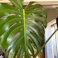 大型モンステラ 約200cm 美株／葉割れ良好／鉢付き【引き取り限定】の画像