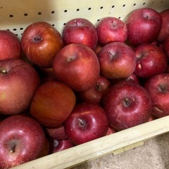 21日日曜日諏訪にいきます！ジュース用の完熟安曇野産ふじりんご！どなたでも何キロでも！の画像