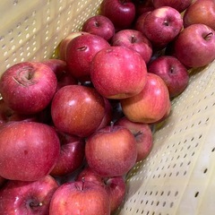 21日日曜日諏訪にいきます！ジュース用の完熟安曇野産ふじりんご！どなたでも何キロでも！の画像