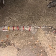 HONDA BENLY CD50S
 の画像