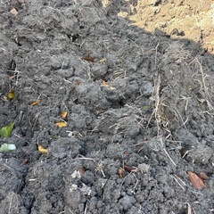 表土あげます！配達します。の画像