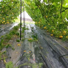 野菜作り楽しみませんか、小さい菜園のボランティア募集