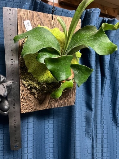 ビカクシダヒリー風神 (t) 新加納のインテリア雑貨/小物《その他》の