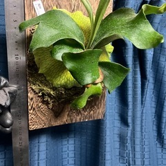 ビカクシダ　ヒリー　風神