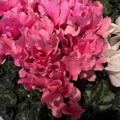 シクラメンRumikoなど3鉢セットの画像