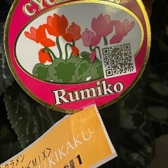 シクラメンRumikoなど3鉢セットの画像