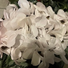 シクラメンRumikoなど3鉢セットの画像