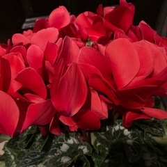 シクラメンRumikoなど3鉢セットの画像