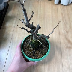 木瓜　銀長寿の画像