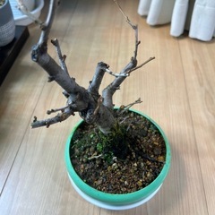 木瓜　銀長寿の画像