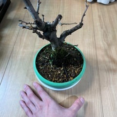 木瓜　銀長寿の画像