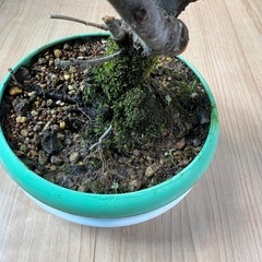 木瓜　銀長寿の画像