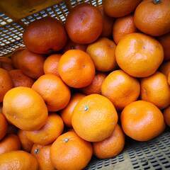 温州ミカン青島：10kg　袋入の画像
