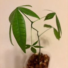 [もちろん無料‪‪‪‪‪🫶🏻️ ̖́-]実生のパキラはいかがですか？🌱の画像