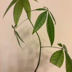 [もちろん無料‪‪‪‪‪🫶🏻️ ̖́-]実生のパキラはいかがですか？🌱の画像