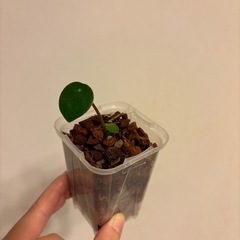 [もちろん無料‪‪‪‪‪🫶🏻️ ̖́-]実生のパキラはいかがですか？🌱の画像