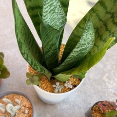 ⑤観葉植物と多肉植物8点まとめての画像