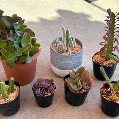 ⑤観葉植物と多肉植物8点まとめての画像