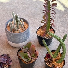⑤観葉植物と多肉植物8点まとめての画像