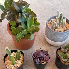 ⑤観葉植物と多肉植物8点まとめての画像