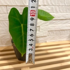 ★最終お値下げ★　❶観葉植物✨稀少な子株✨アロカシア グリーンベルベット プラ鉢(スリット鉢)2.5号の画像