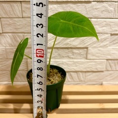 ★取引完了★❷観葉植物✨稀少な子株✨アロカシア グリーンベルベット プラ鉢(スリット鉢)2号の画像