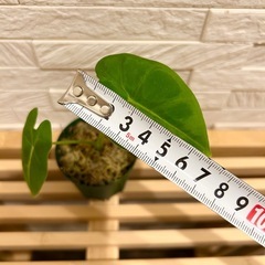★取引完了★❷観葉植物✨稀少な子株✨アロカシア グリーンベルベット プラ鉢(スリット鉢)2号の画像