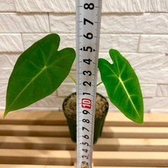 ★最終お値下げ★　❹観葉植物✨稀少な子株✨アロカシア グリーンベルベット プラ鉢(スリット鉢)2号の画像