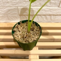 ★最終お値下げ★　❹観葉植物✨稀少な子株✨アロカシア グリーンベルベット プラ鉢(スリット鉢)2号の画像