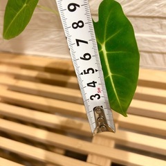 ★最終お値下げ★　❹観葉植物✨稀少な子株✨アロカシア グリーンベルベット プラ鉢(スリット鉢)2号の画像