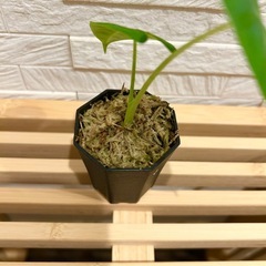 ★最終お値下げ★　❸観葉植物✨稀少な子株✨アロカシア グリーンベルベット プラ鉢2号の画像