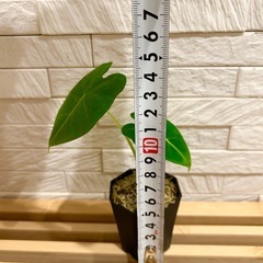 ★最終お値下げ★　❸観葉植物✨稀少な子株✨アロカシア グリーンベルベット プラ鉢2号の画像