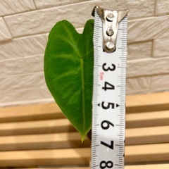 ★最終お値下げ★　❸観葉植物✨稀少な子株✨アロカシア グリーンベルベット プラ鉢2号の画像