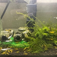 イエローシュリンプ🦐の画像