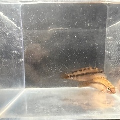 アピストグラマ D28 ペアの画像