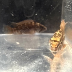 アピストグラマ D28 ペアの画像