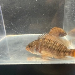 アピストグラマ D28 ペアの画像