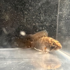 アピストグラマ D28 ペアの画像