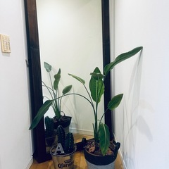 大型天然木　ビンテージオールドウッドミラーの画像