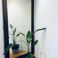 大型天然木　ビンテージオールドウッドミラーの画像