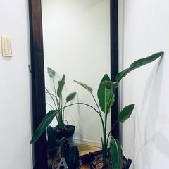 大型天然木　ビンテージオールドウッドミラーの画像