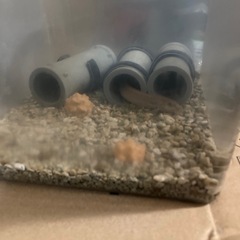 どじょう　4匹の画像