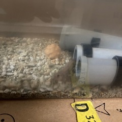 どじょう　4匹の画像