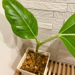 ★お値下げ★　②観葉植物 フィカス アルテシマ  スクエア　プラ深鉢3.5号　受け皿付き　の画像