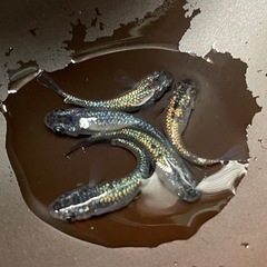 ネプチューンメダカ5頭セットの画像